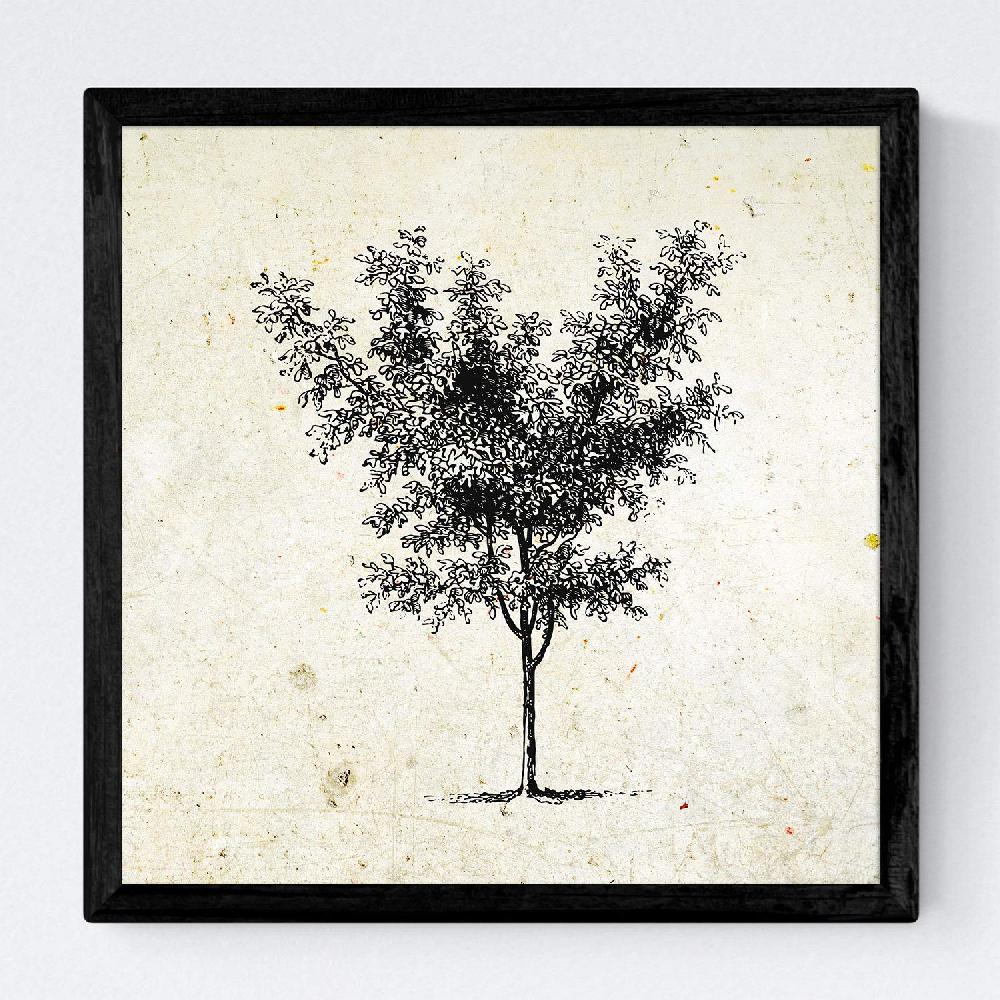 Nacnic Set De Láminas Vintage De Arboles Medianos