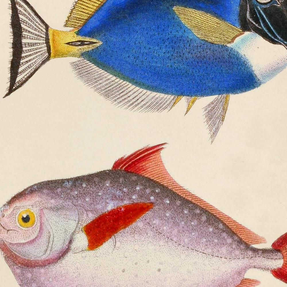 Nacnic Set De Láminas Vintage De Peces Coloridos