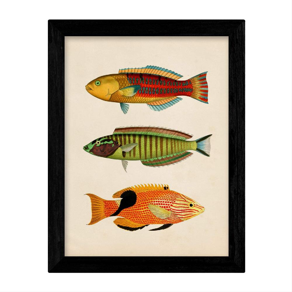 Nacnic Set De Láminas Vintage De Peces Coloridos