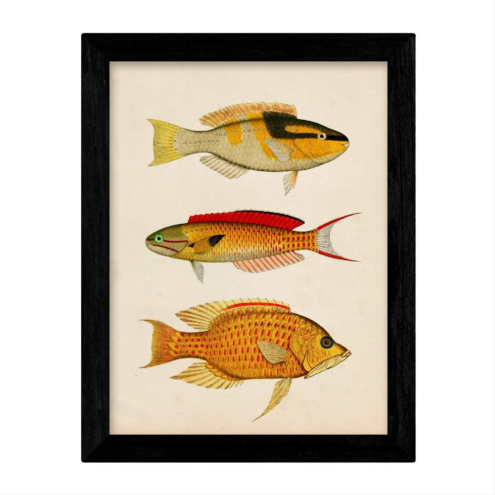 Nacnic Set De Láminas Vintage De Peces Coloridos