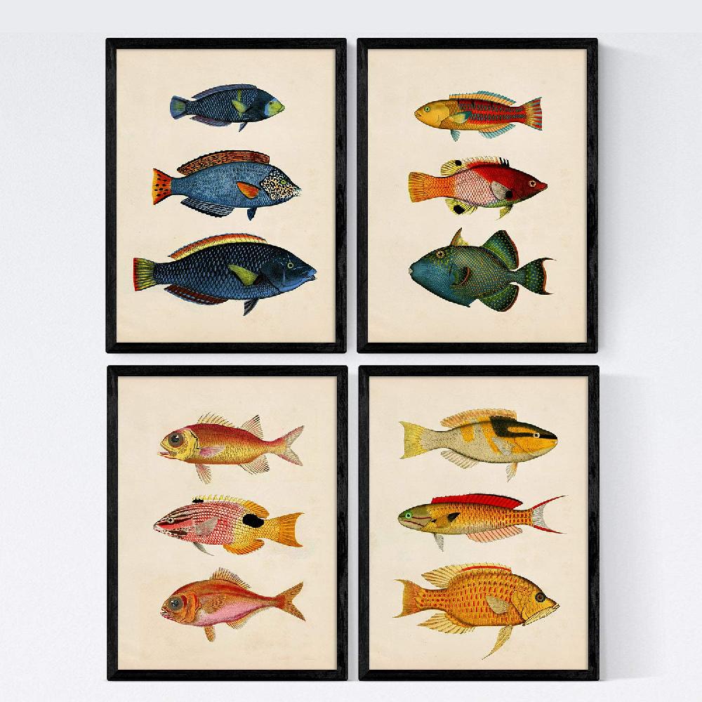 nacnic Set de Láminas Vintage de Peces Coloridos