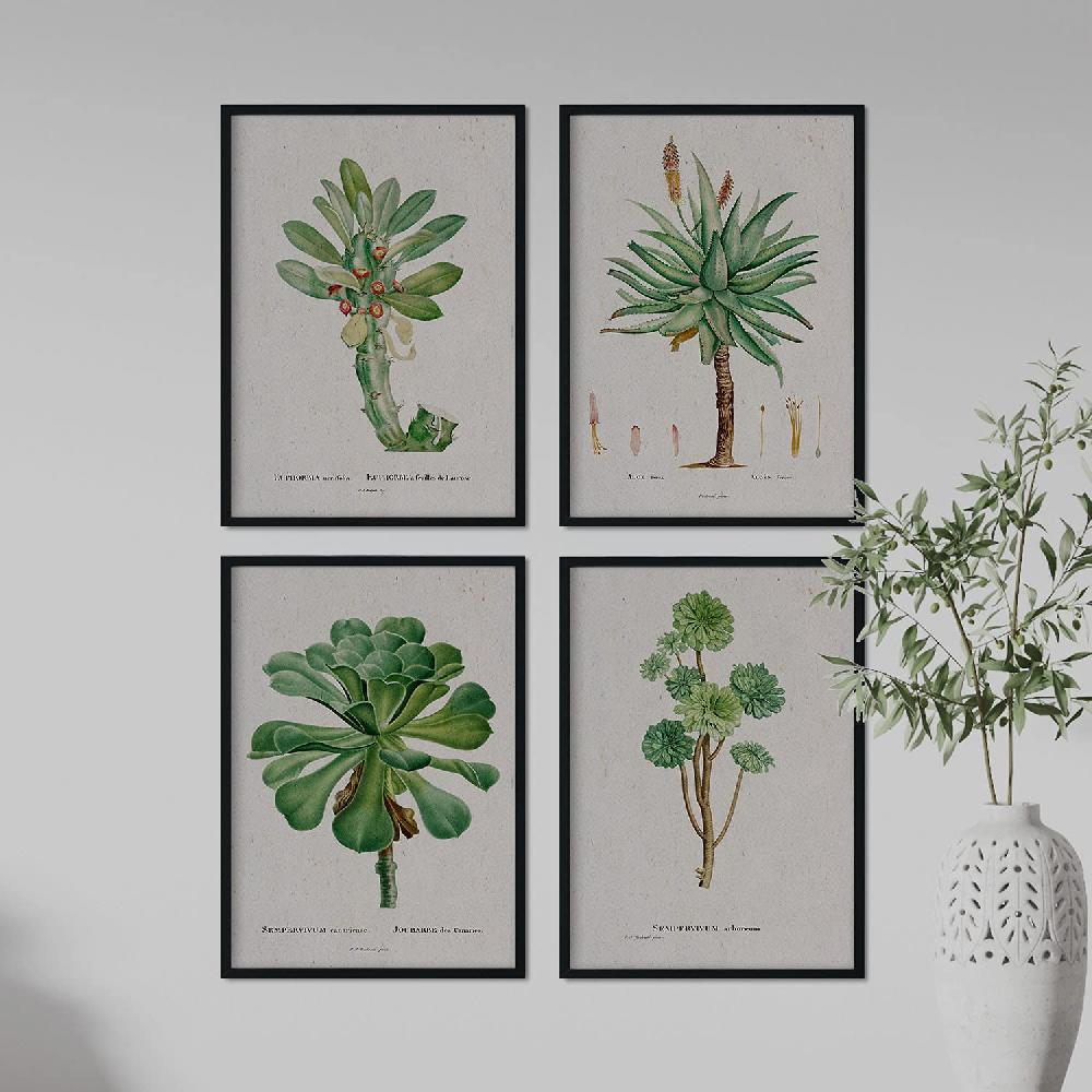 Nacnic Pack De Láminas Acuarela Suculentas Pierre-Joseph Redouté