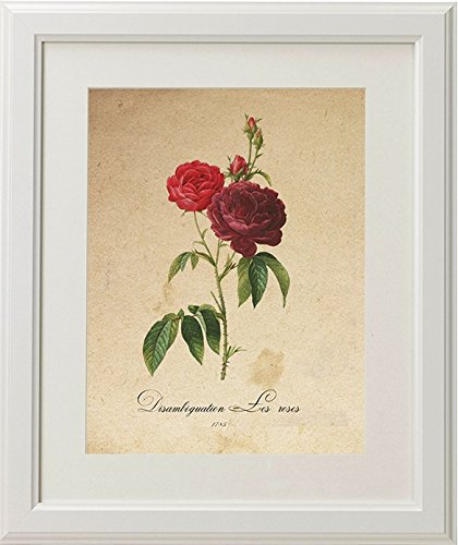 Nacnic Pack De Láminas Botánicas Mediterráneo De Alta Calidad