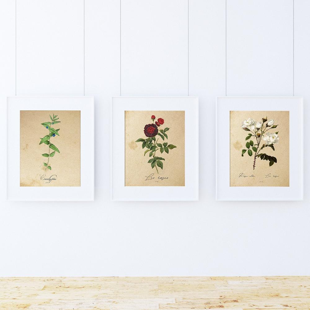 nacnic Pack de Láminas Botánicas Mediterráneo de Alta Calidad