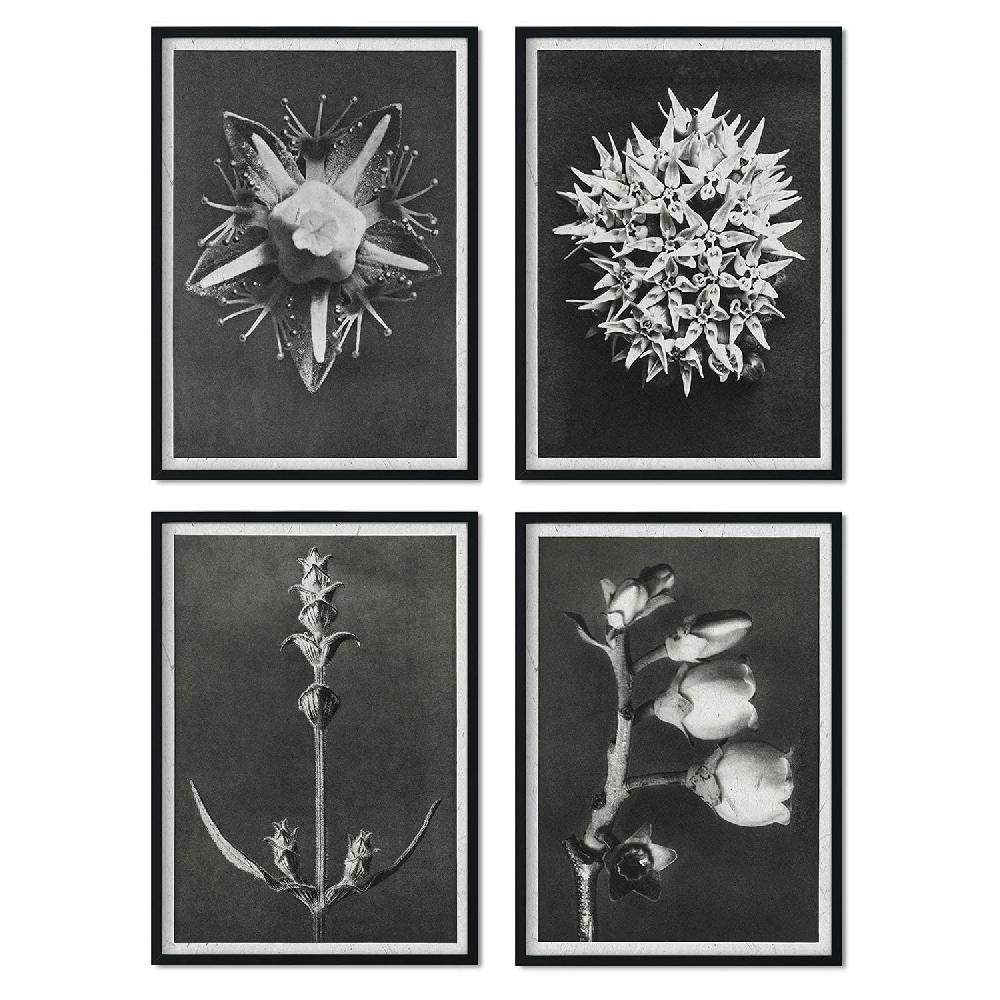 nacnic Pack de láminas de flores y plantas en tonos grises