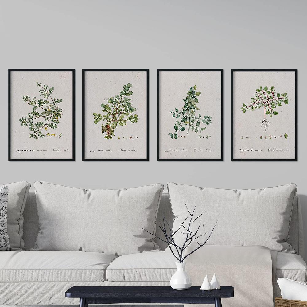 Nacnic Pack De Láminas De Ilustraciones Acuarela Pierre-Joseph Redouté