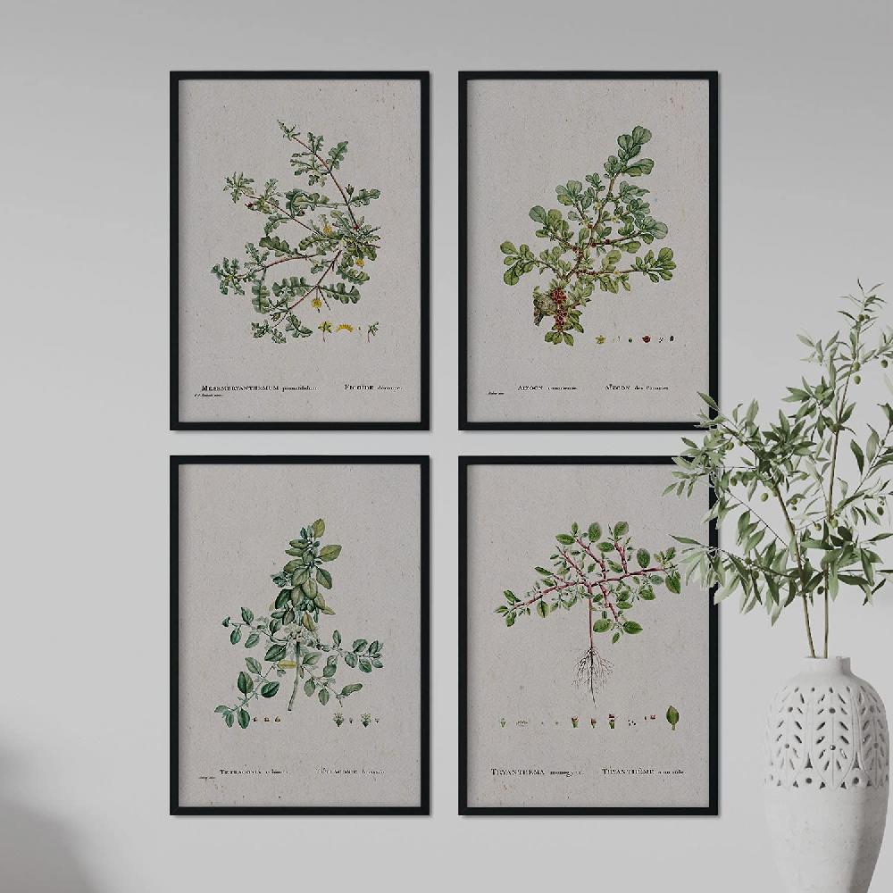 Nacnic Pack De Láminas De Ilustraciones Acuarela Pierre-Joseph Redouté