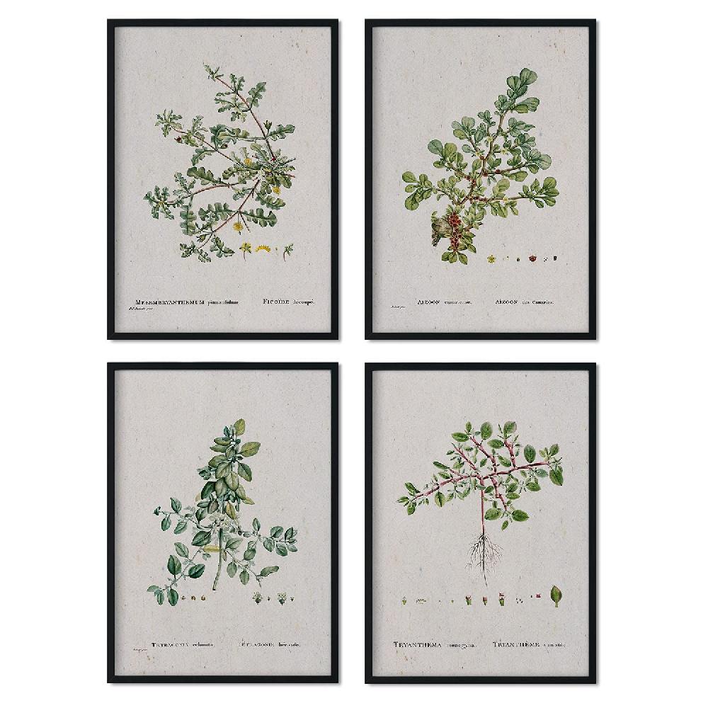 nacnic Pack de láminas de ilustraciones acuarela Pierre-Joseph Redouté