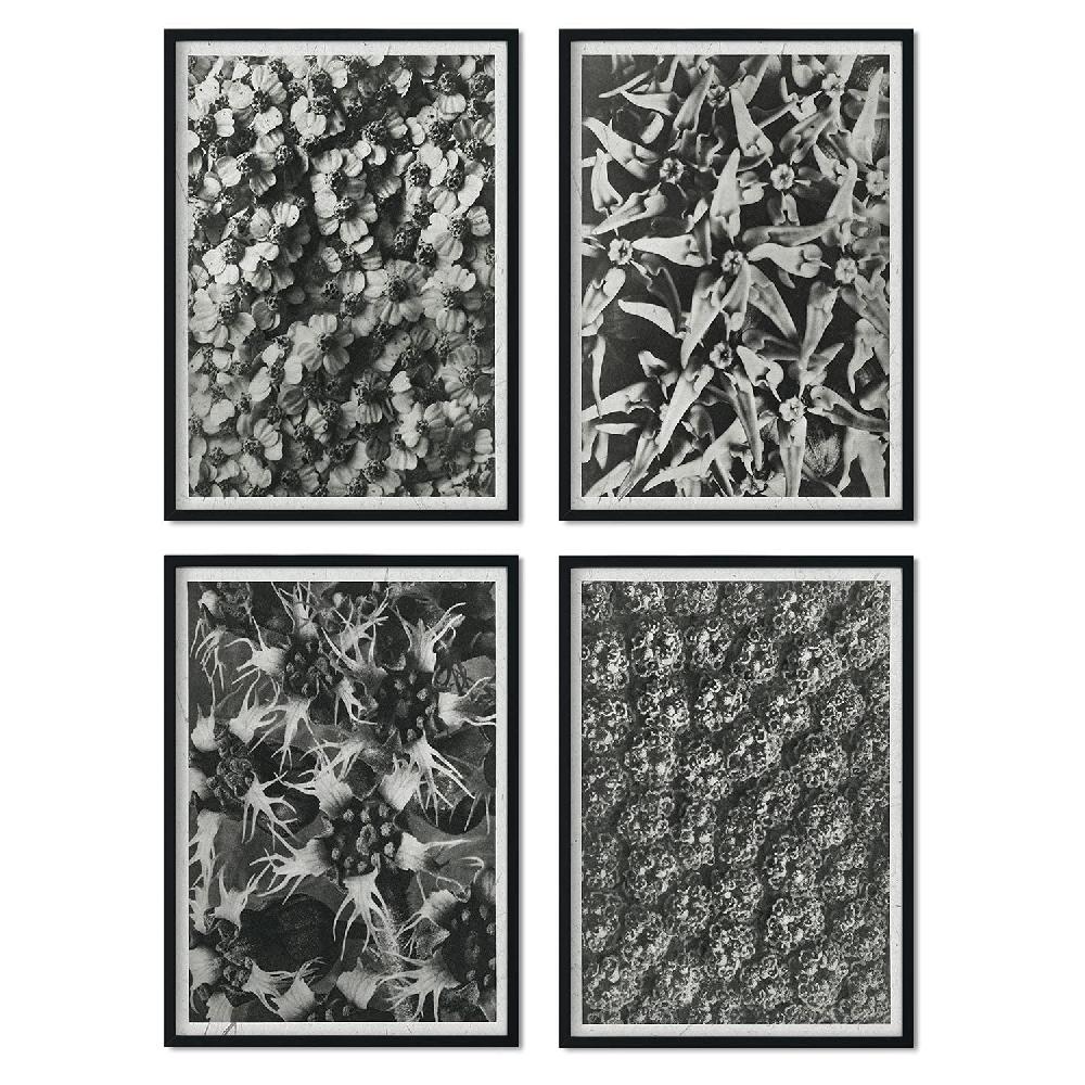 nacnic Pack de láminas Patrón con ilustraciones de flores y plantas grises