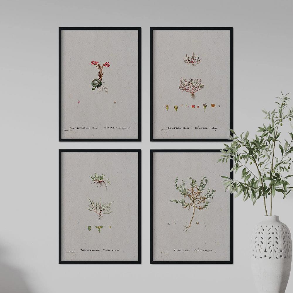 Nacnic Pack De Láminas Plantas Pequeñas De Pierre-Joseph Redouté En Acuarela