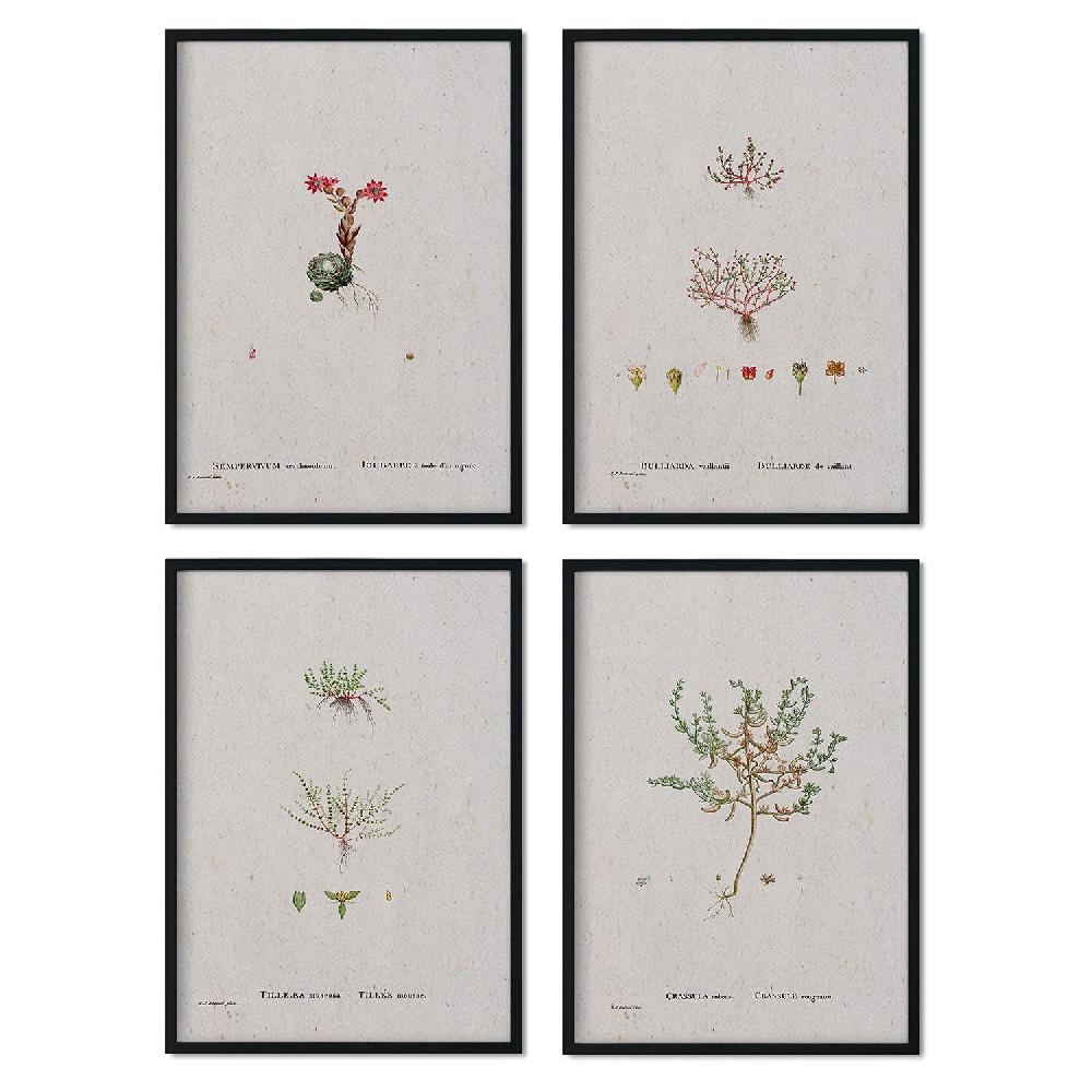 nacnic Pack de láminas Plantas pequeñas de Pierre-Joseph Redouté en acuarela