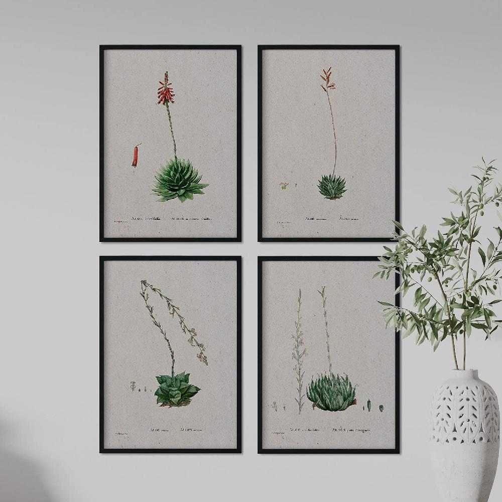 Nacnic Pack De Láminas Suculentas 2 De Pierre-Joseph Redouté En Acuarela