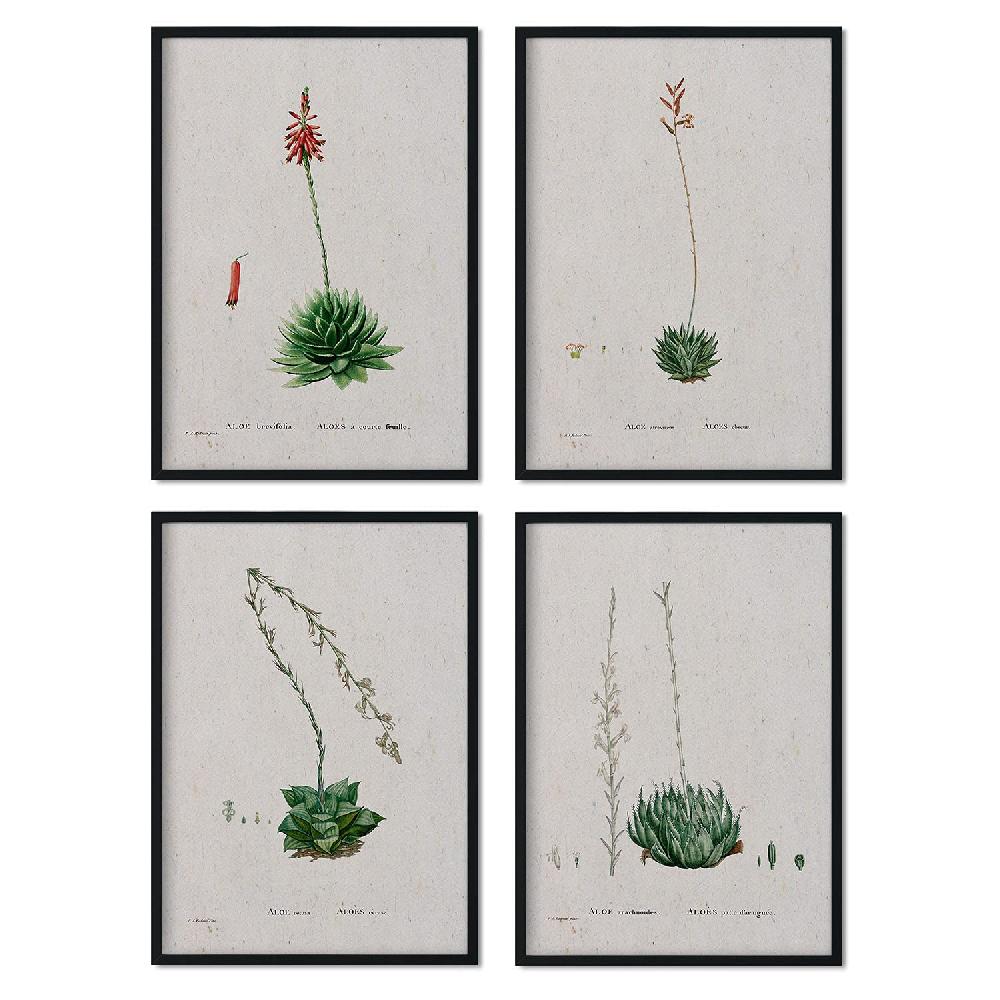 nacnic Pack de Láminas Suculentas 2 de Pierre-Joseph Redouté en Acuarela