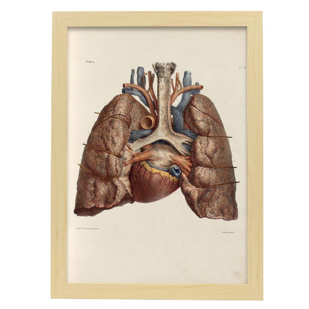 Nacnic Poster De Corazón Pulmones Tráquea Y Cartílagos Laríngeos