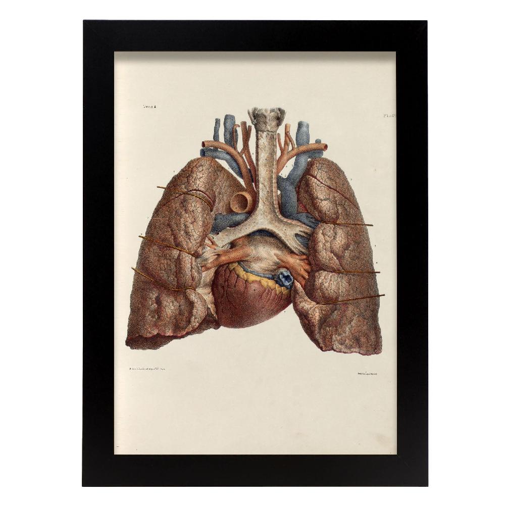 nacnic Poster de Corazón Pulmones Tráquea y Cartílagos Laríngeos