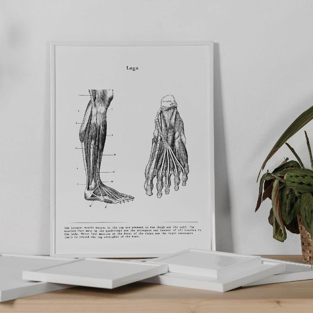 Nacnic Set De 3 Láminas De Anatomía Cuerpo Humano - Brazo Pierna Y Espalda