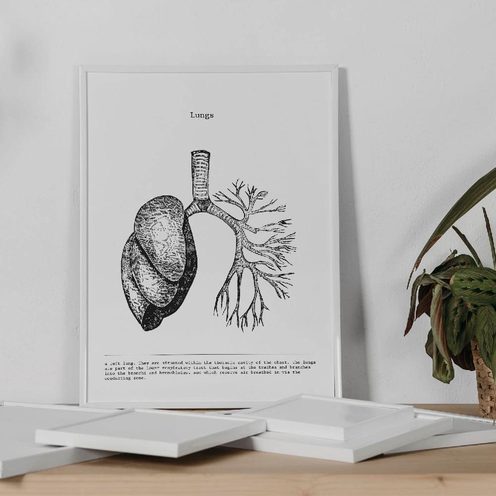 Nacnic Set De 3 Láminas De Anatomía En Blanco Y Negro: Corazón Hígado Y Pulmones