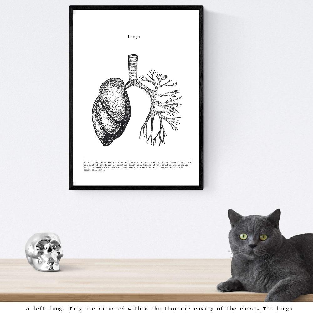 Nacnic Set De 3 Láminas De Anatomía En Blanco Y Negro: Corazón Hígado Y Pulmones