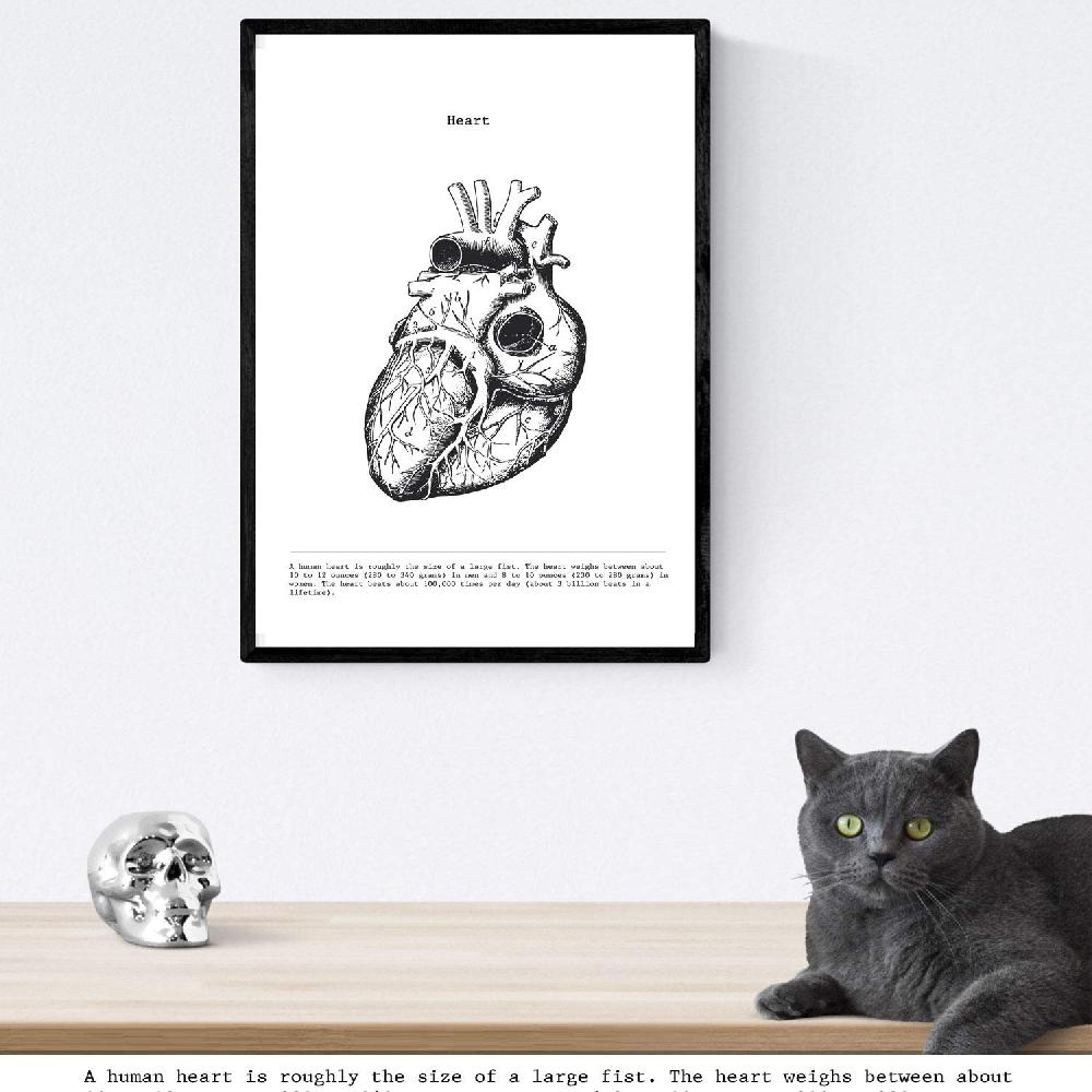 Nacnic Set De 3 Láminas De Anatomía En Blanco Y Negro: Corazón Cerebro Y Pulmones