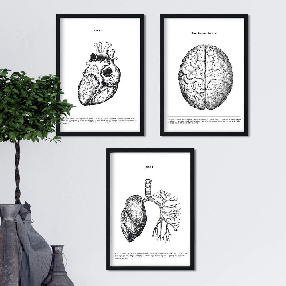 nacnic Set de 3 láminas de anatomía en blanco y negro: Corazón Cerebro y Pulmones