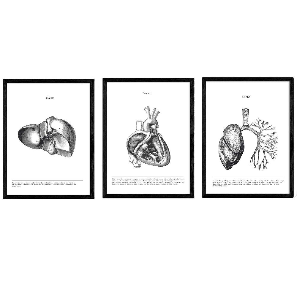 nacnic Set de 3 láminas de anatomía en blanco y negro: Corazón Hígado y Pulmones
