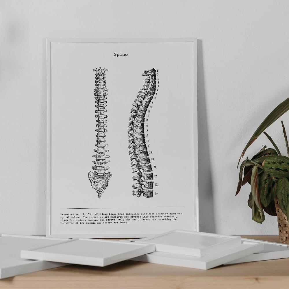 Nacnic Set De 3 Láminas De Anatomía En Blanco Y Negro: Costillas Pelvis Y Columna Vertebral