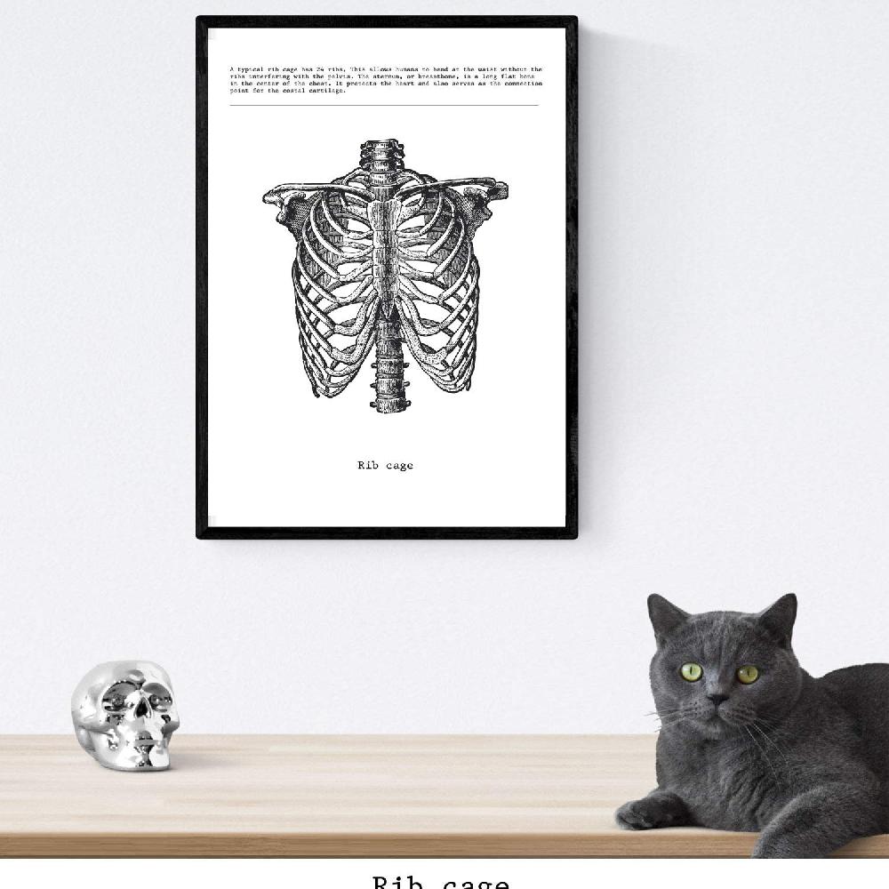 Nacnic Set De 3 Láminas De Anatomía En Blanco Y Negro: Costillas Pelvis Y Columna Vertebral