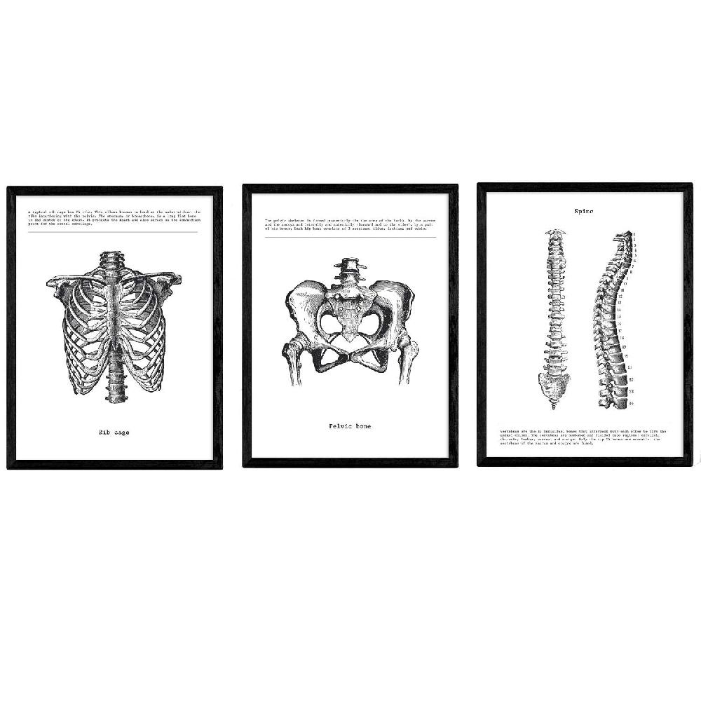 nacnic Set de 3 láminas de anatomía en blanco y negro: Costillas Pelvis y Columna Vertebral