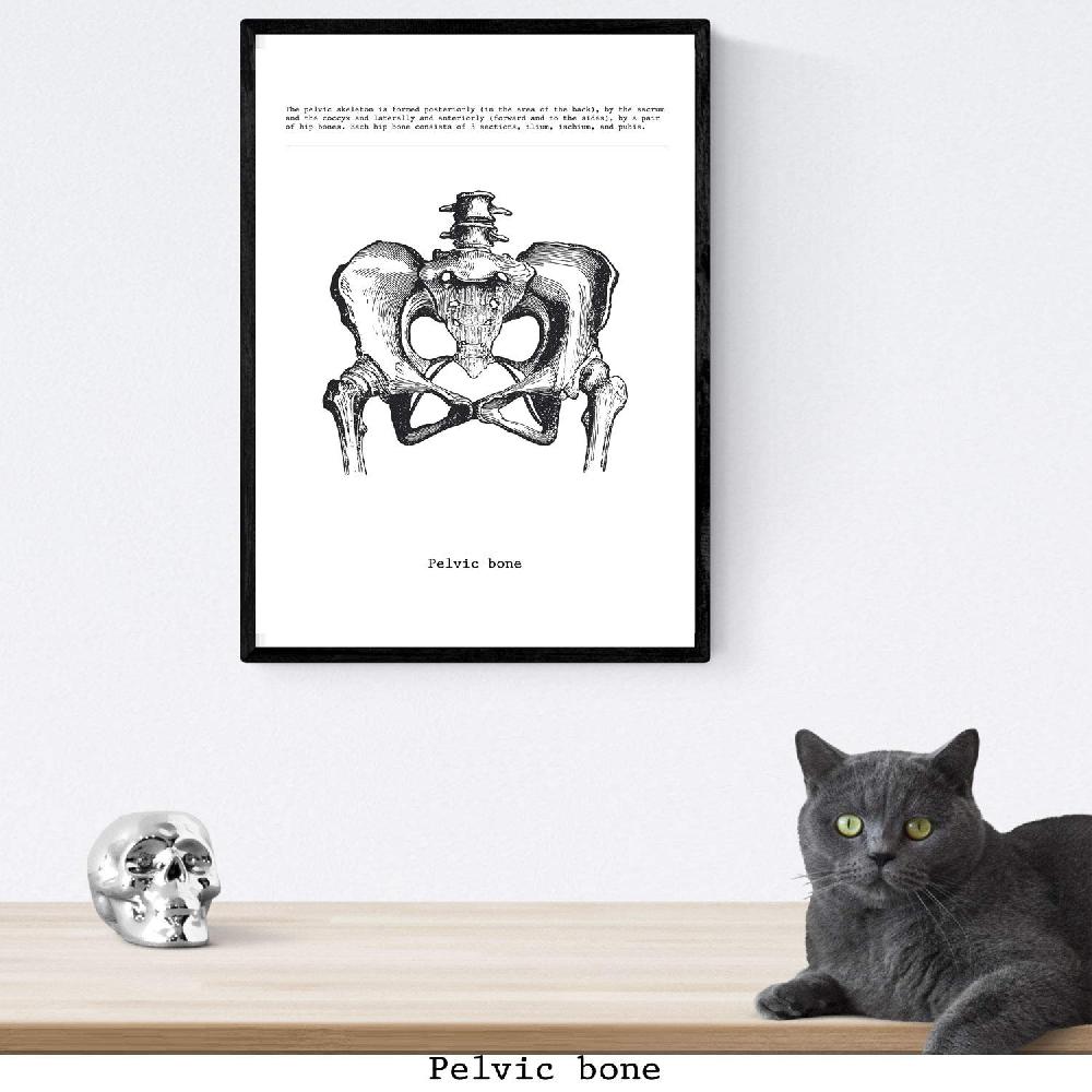Nacnic Set De 3 Láminas De Anatomía En Blanco Y Negro: Esqueleto Mano Pelvis