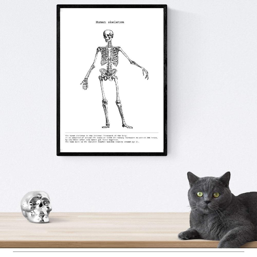Nacnic Set De 3 Láminas De Anatomía En Blanco Y Negro: Esqueleto Mano Pelvis