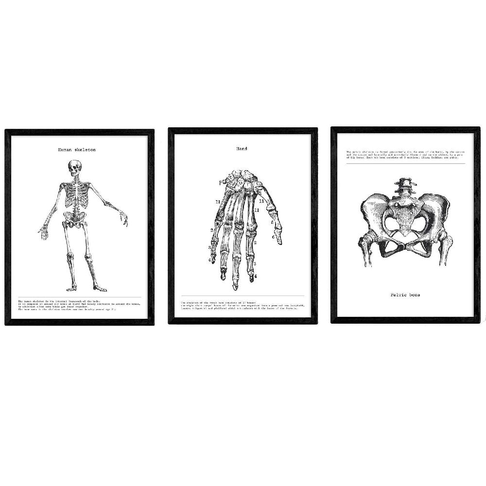 nacnic Set de 3 láminas de anatomía en blanco y negro: Esqueleto Mano Pelvis