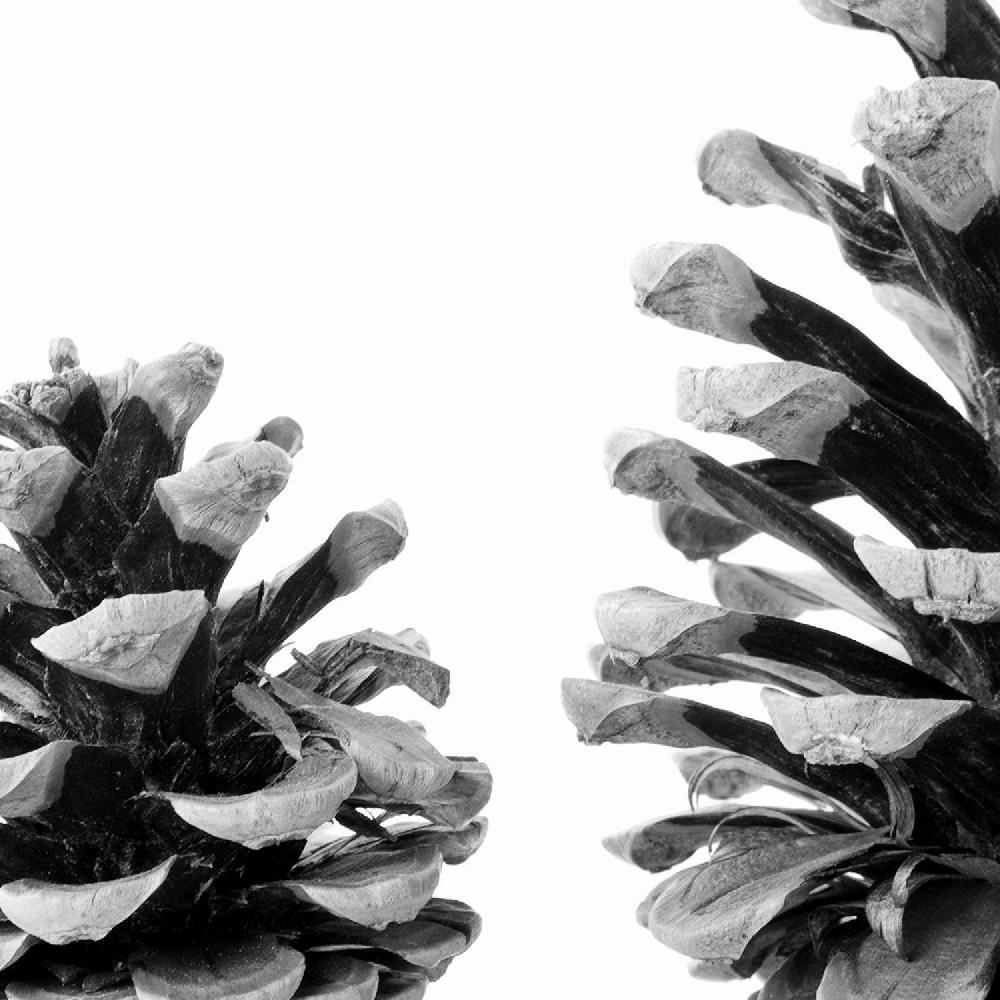 Nacnic Set De 3 Láminas De Piñas De Pino En Blanco Y Negro