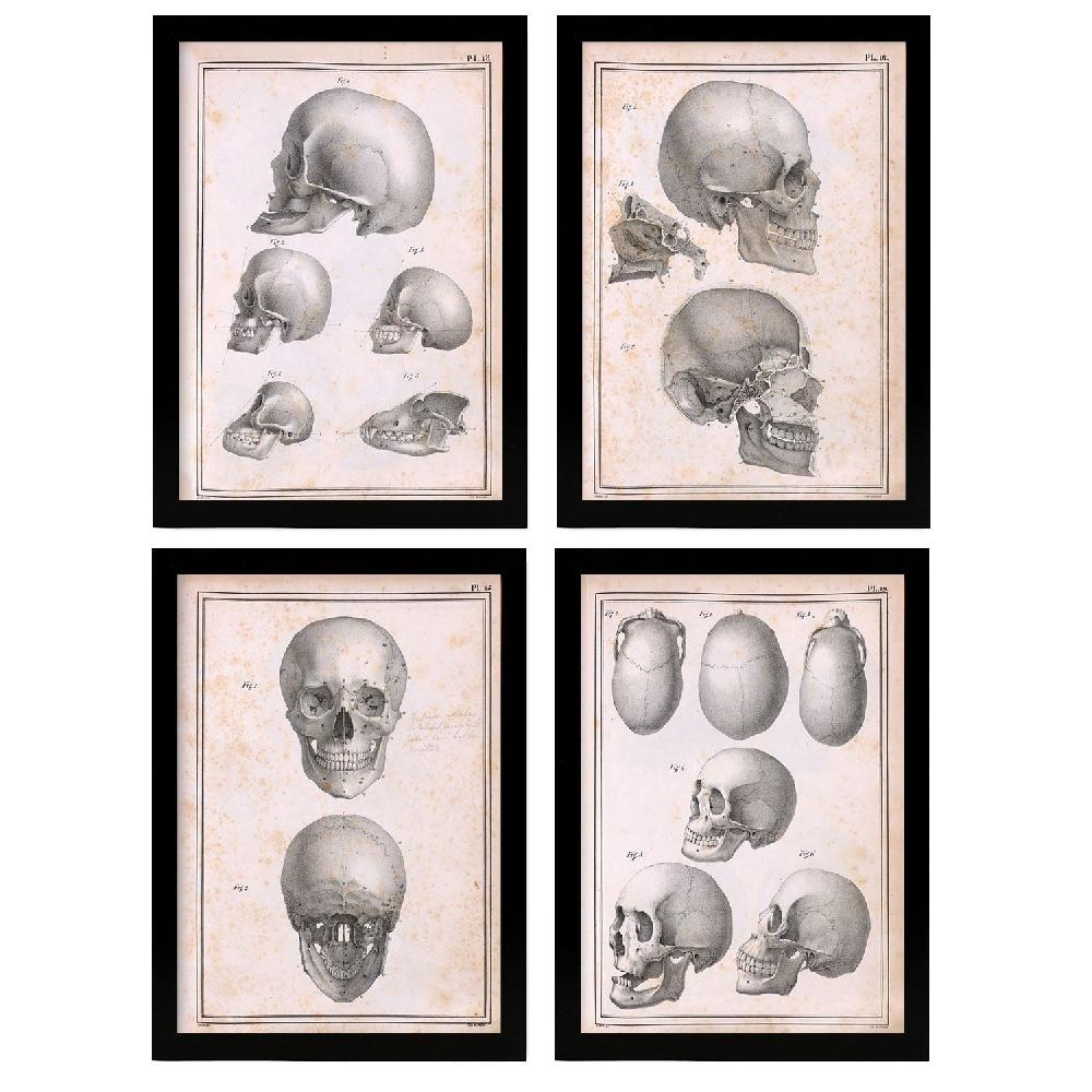nacnic Set de 4 láminas de Anatomía de cabezas y cráneos Nacnic