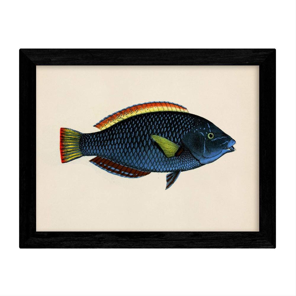 Nacnic Set De 4 Láminas De Peces Coloridos En Tono Vintage