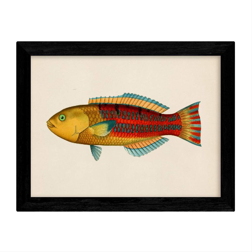 Nacnic Set De 4 Láminas De Peces Coloridos En Tono Vintage