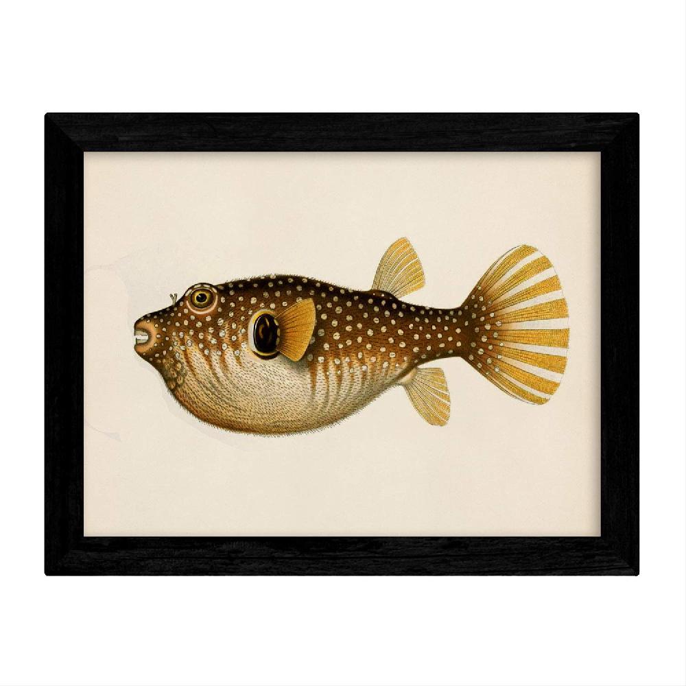Nacnic Set De 4 Láminas De Peces Coloridos Vintage En Tono Amarillo Negro