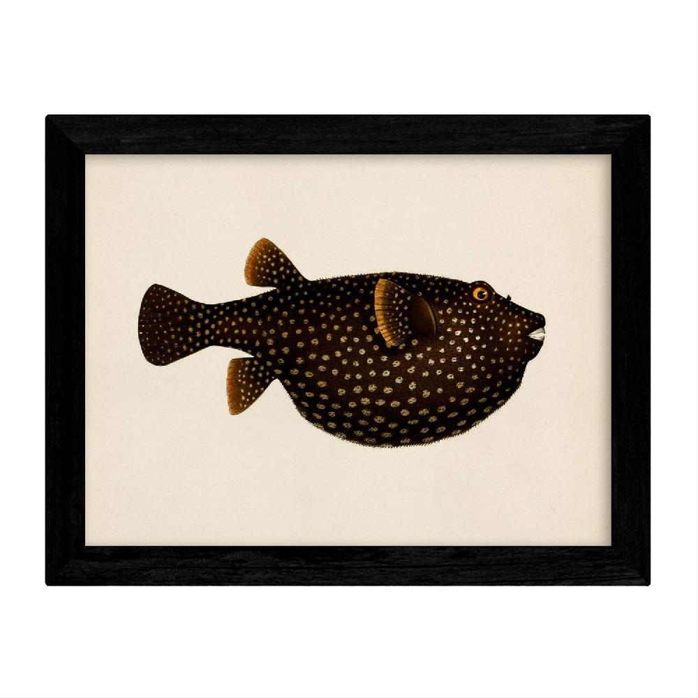 Nacnic Set De 4 Láminas De Peces Coloridos Vintage En Tono Amarillo Negro