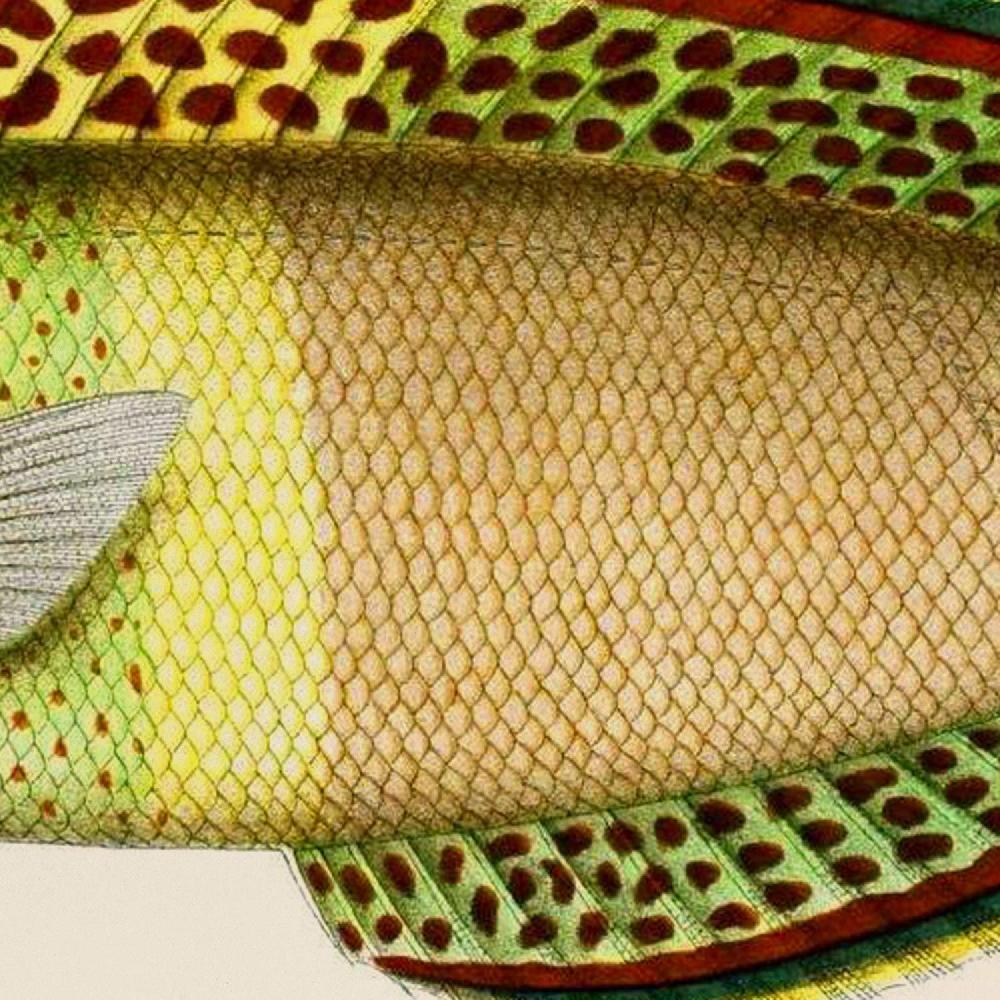 Nacnic Set De 4 Láminas De Peces Coloridos Vintage En Tono Amarillo Beige