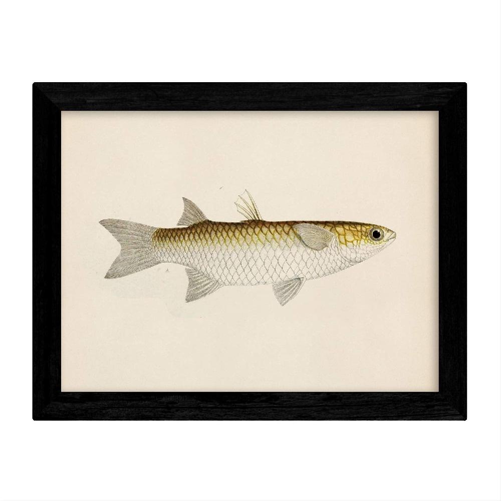 Nacnic Set De 4 Láminas De Peces Coloridos Vintage En Tono Amarillo Beige