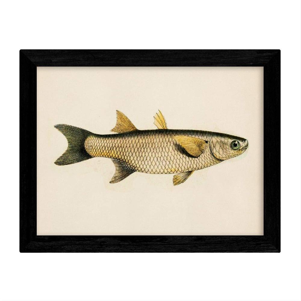 Nacnic Set De 4 Láminas De Peces Coloridos Vintage En Tono Amarillo Beige