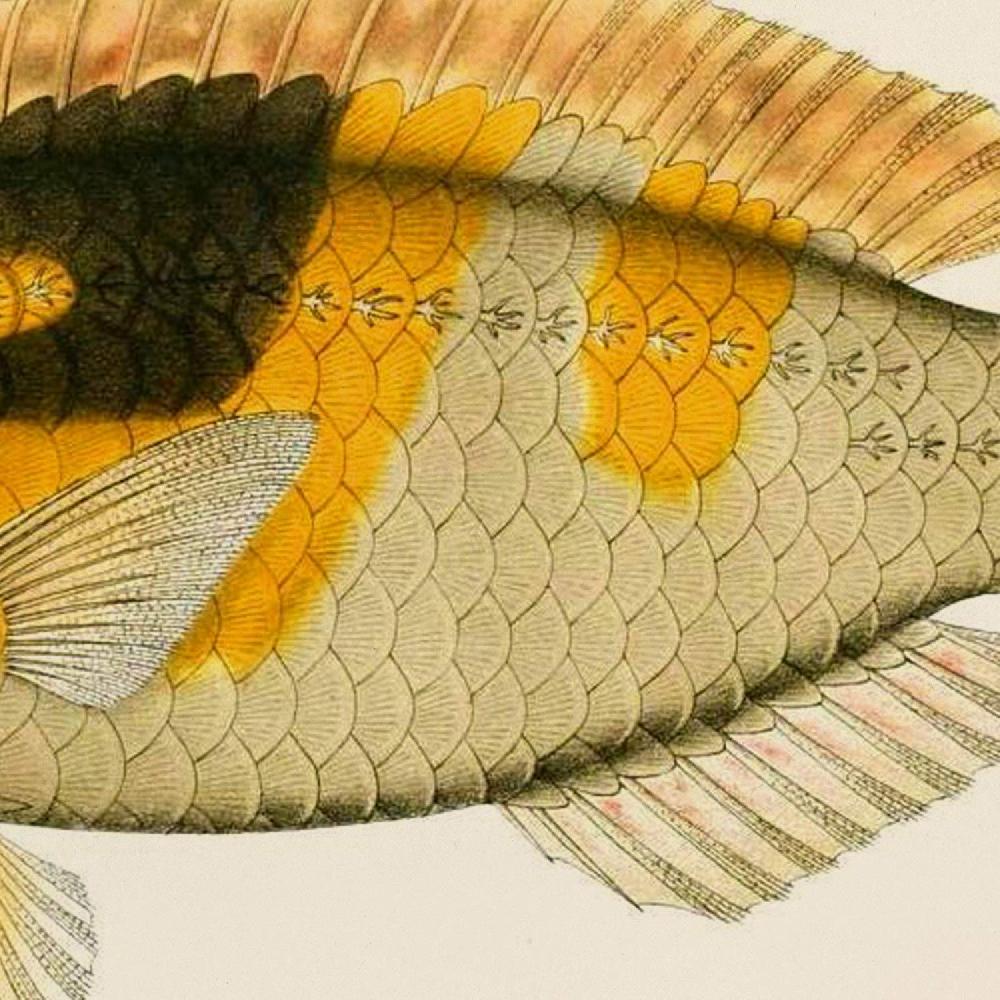 Nacnic Set De 4 Láminas De Peces Coloridos Vintage En Tono Amarillo