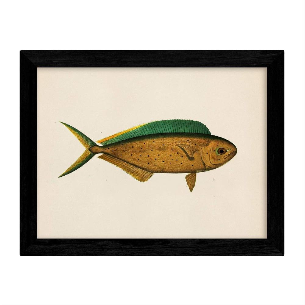 Nacnic Set De 4 Láminas De Peces Coloridos Vintage En Tono Amarillo
