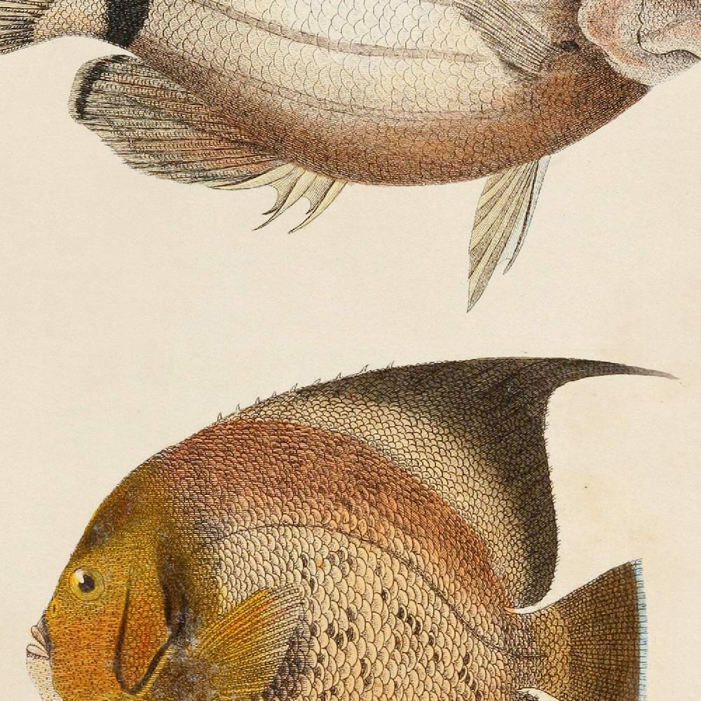 Nacnic Set De 4 Láminas Vintage De Peces Coloridos Atlantico