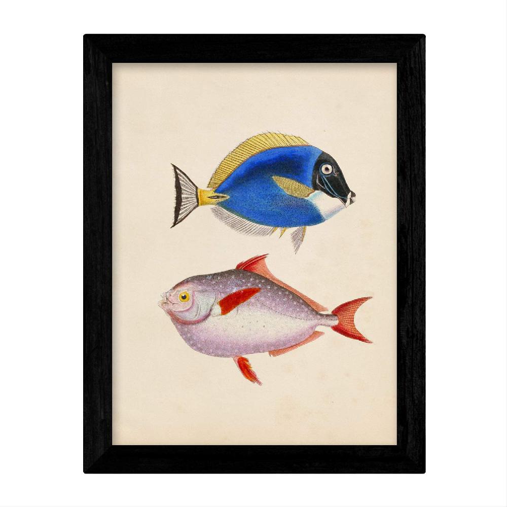 Nacnic Set De 4 Láminas Vintage De Peces Coloridos Atlantico