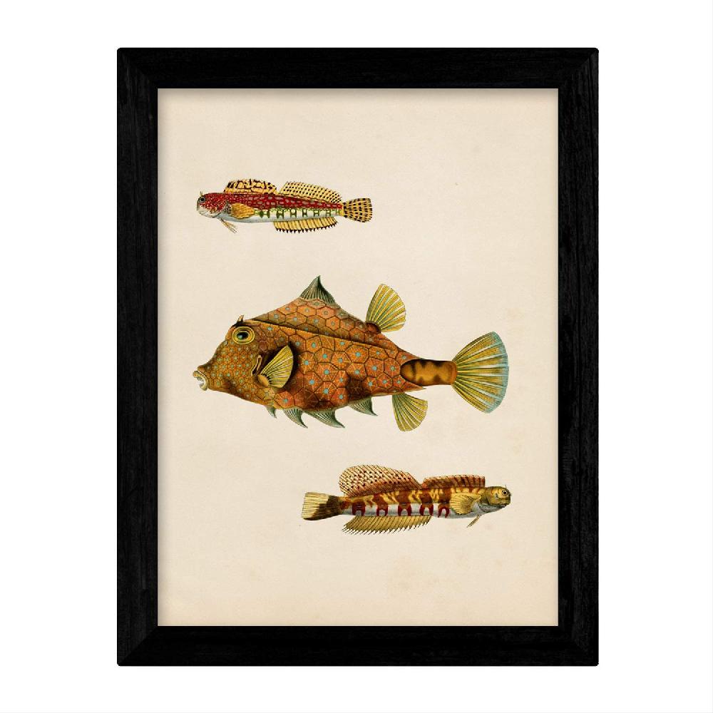 Nacnic Set De 4 Láminas Vintage De Peces Coloridos Atlantico
