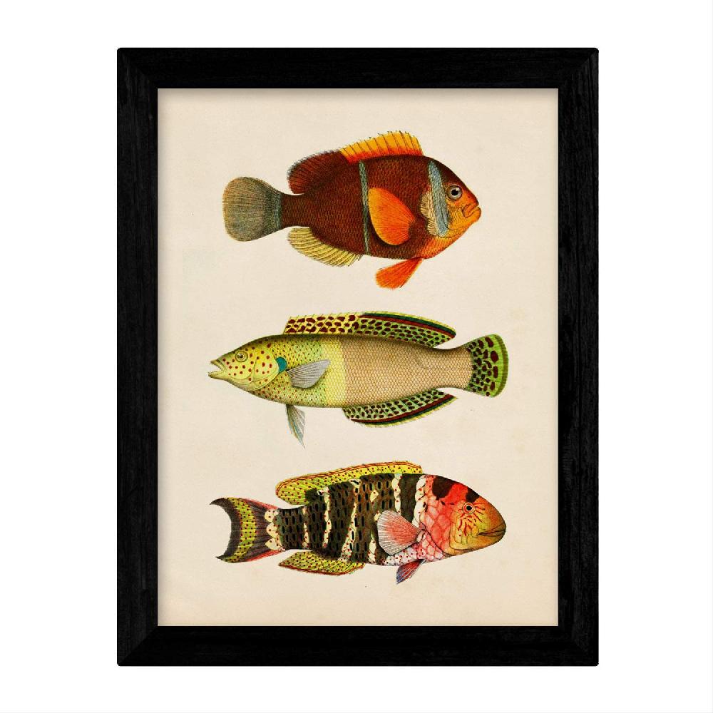 Nacnic Set De 4 Láminas Vintage De Peces Coloridos Baleares