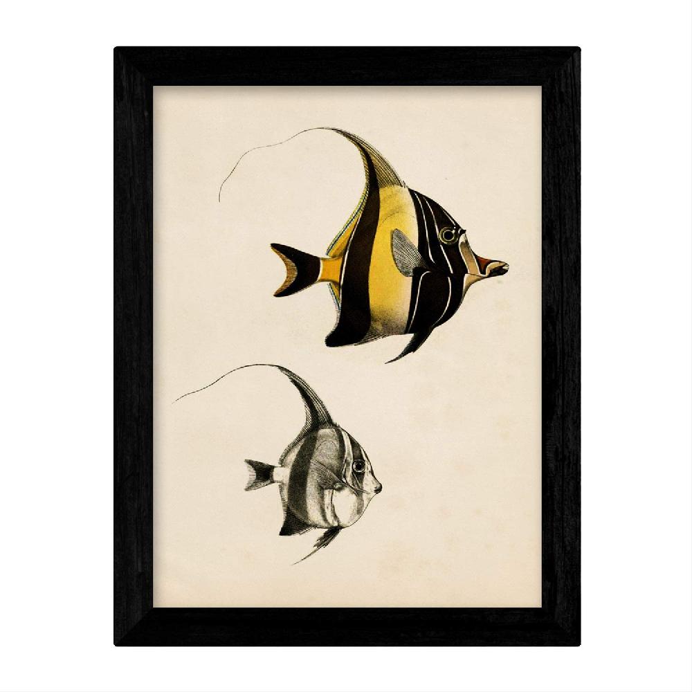 Nacnic Set De 4 Láminas Vintage De Peces Coloridos Baleares