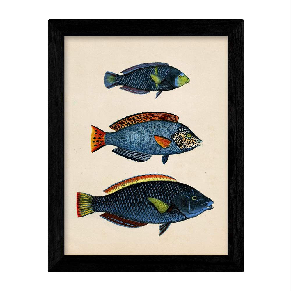 Nacnic Set De 4 Láminas Vintage De Peces Coloridos Del Caribe