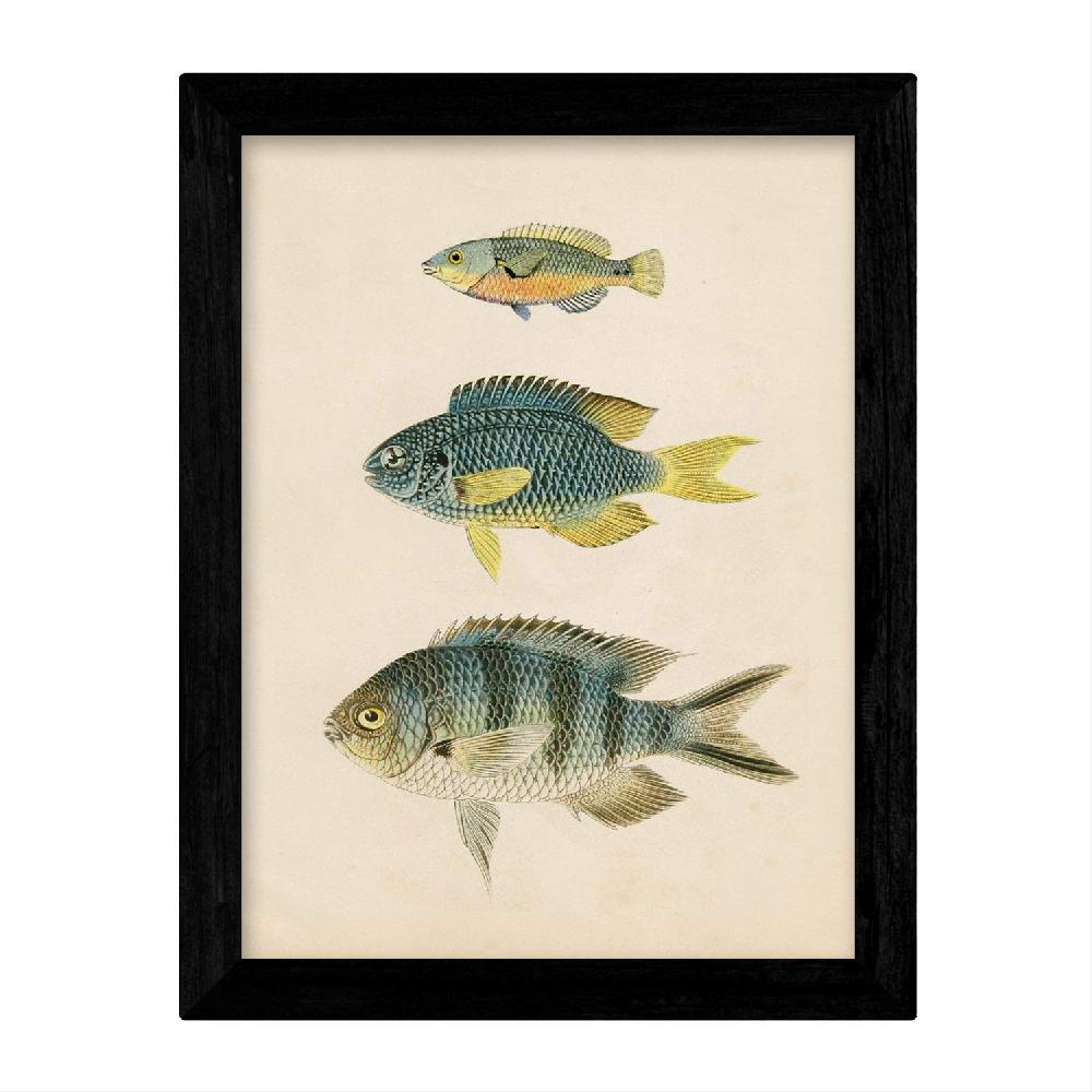 Nacnic Set De 4 Láminas Vintage De Peces Coloridos Del Caribe