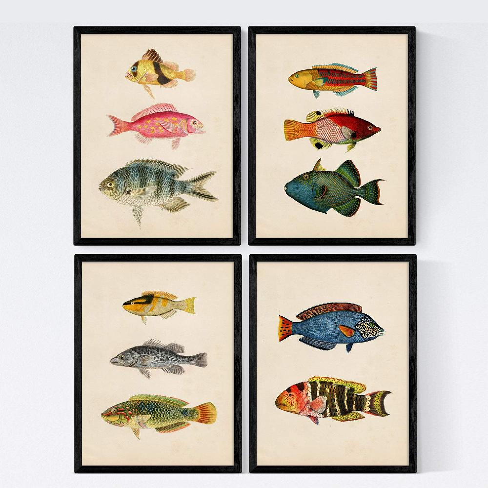 nacnic Set de 4 láminas vintage de peces coloridos del Cantábrico